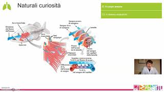 C3 Il corpo umano  Il sistema respiratorio [upl. by Enavi]