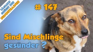 TGH 147  Sind Mischlinge gesünder als Rassehunde  Hundeschule Stadtfelle [upl. by Ailedua809]