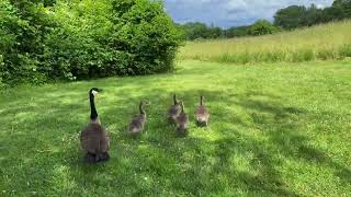 Harassing Canada Geese 4K [upl. by Dorthy]