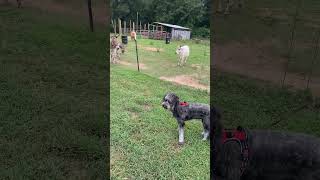 Ellie Golden Doodle Back on the Farm for Fun and Amazement Fun to see [upl. by Wynn18]