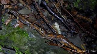 Spermatophore transfer in the Italian cave salamander Hydromantes italicus ©Giacomo Bruni [upl. by Atilrahc]