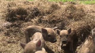 Newborn Mangalitsa cross pigs [upl. by Oiramat661]