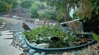 Red Shouldered Hawk visits pond again August 2024 [upl. by Duomham]