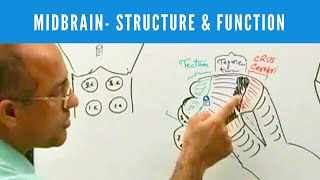 Midbrain  Structure and Function  Neuroanatomy [upl. by Nolie919]