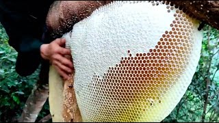 Wild Honey Harvesting Satisfying  Honeycomb is 14kg Delicious Honey [upl. by Atalanti887]