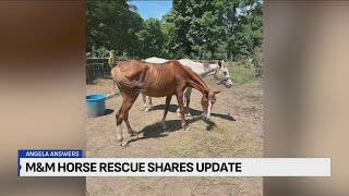 MampM Horse Rescue Inc shares update with FOX59 [upl. by Llehsyar]