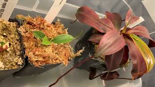 Nepenthes Attenboroughii Unboxing  A Look Inside My Highland Terrarium  Plants [upl. by Damali936]