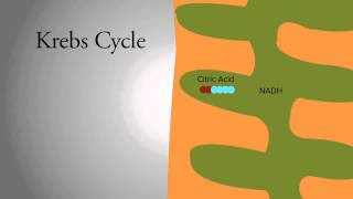 Krebs Cycle [upl. by Annayk]