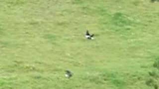 17 HMR Shooting Magpies [upl. by Amelia341]