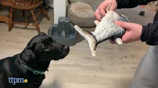 Dogs React to the Floppy Fish Dog Toy HILARIOUS  TTPM Pet Reviews [upl. by Habas71]