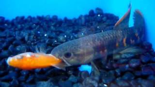 Erythrinus Erythrinus RED WOLF FISH [upl. by Kenney540]