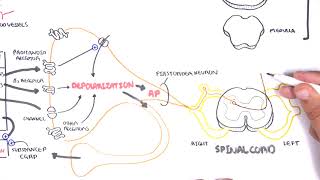 Pharmacology  Nonsteroidal AntiInflammatory Drugs NSAIDs [upl. by Alieka]