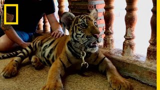 8 Largest Extinct Tigers Subspecies in History shorts [upl. by Adamis23]