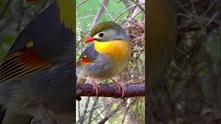 Chinese Nightingale Singing nature animals bird birds aviary animal pets cute [upl. by Celie209]