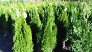 See How to Fertilize your Cedars and Arborvitae [upl. by Ricardo436]