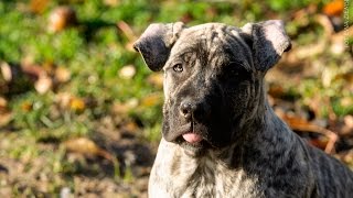 Life with Presa Canario  simple puppy walk [upl. by Athal]