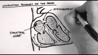 Conduction Pathway of the Heart [upl. by Jezebel]