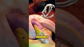 Serpientes comiendo animales más grandes q ellos curiosidades shortvideos trending viralvideos [upl. by Witcher809]