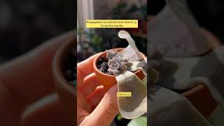 How to propagate succulent from leaves 2 months result 🍃 succulent plantcare plants succulents [upl. by Madalena]