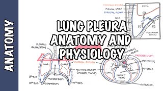 Lung Pleura  Clinical Anatomy and Physiology [upl. by Coopersmith874]