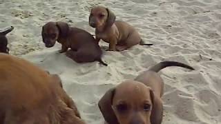 kaninchen teckel pups op het strand clip 3 [upl. by Aicenaj]