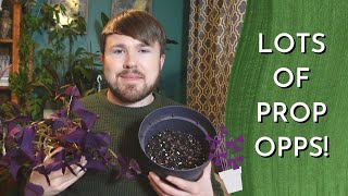 Oxalis Triangularis COMPLETE Plant Care Guide  Planting Dormancy and Propagation 34 methods [upl. by Ydisahc]