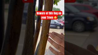 Make sure to watch out for Crepe Myrtle Bark Scale on your Crepe Myrtles plants gardening nature [upl. by Azial88]