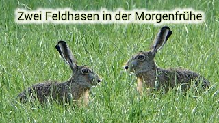 Zwei Feldhasen two hare 30Juni 2024 [upl. by Sadoc]