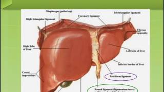 Ligaments of the Liver [upl. by Lalad]