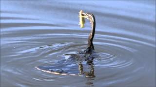 Anhinga the quotSnakebirdquot Famous spear technique for a fresh meal quotwater turkeyquot [upl. by Akinek]