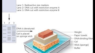 Southern Blotting overview [upl. by Noremac46]