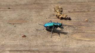 Sixspotted Tiger Beetle wanders around on boardwalk [upl. by Ahsienyt]