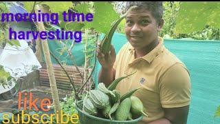 Harvesting Vegetables At Home Ghare Panipariba ChasaGhar Par Sabji Kese Ugaye Sabji Kheti [upl. by Campball]