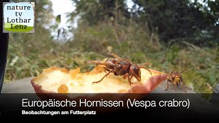 Hornissen Vespa crabro [upl. by Eberta]