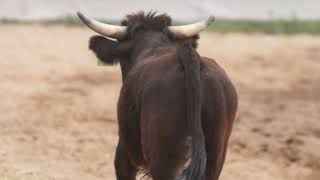 Steer refuses to Wrestle with Hiyo Yazzie in Sells Arizona 81st Annual Tohono Oodham Rodeo 00040 [upl. by Lledraw]