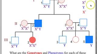 Mendellian Genetics More Interpreting Pedigrees [upl. by Thirzi]