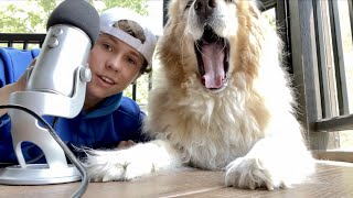 ASMR with my Dog Eating Drinking Petting Scratching Licking Sniffing Fluffy Fur [upl. by Hillell]