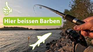 Fette Barbe gefangen mit Maden am Rhein Ansitzangeln am Rhein Mit Maden auf Barbe Video mit Musik [upl. by Asilana]