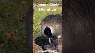 Canada Geese Preparing for Migration [upl. by Smoht]