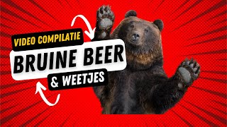 Bruine Beer compilatie 🐻 Videos met bruine beren 🐻 Informatie en weetjes over de bruine beer 🐻🐻🐻🐻🐻🐻 [upl. by Kruger64]