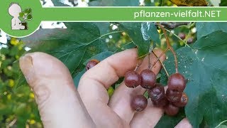 Elsbeere  ÜberReife Früchte  111018 Sorbus torminalis  Bäume Früchte bestimmen [upl. by Essy]