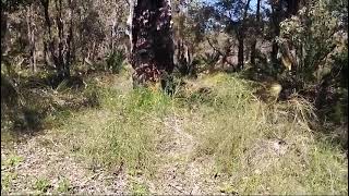 Look at  Found a colony of feral honey bees in an old trunk  Dr Daniela Scaccabarozzi australia [upl. by Rosalba852]