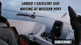 Sunday Fishing at Westernport fishing fishingaustralia whiting boatfishing fishingtrips [upl. by Ahsetal]