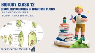 CLASS 12SEXUAL REPRODUCTION IN FLOWERING PLANTSMEGASPOROGENESISampFORMATION OF EMBRYO SACboardexam [upl. by Barrington]