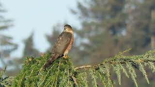 101324 2 Sub Adult SharpShinned Hawk Kent Wa 1322163 [upl. by Aihsenak]