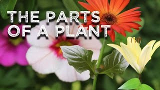 The Parts of a Plant song for kids about flowerstemleavesroots [upl. by Kurt]