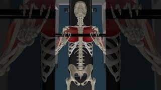 Anatomy of weight lifting movements anatomy anatomymodel [upl. by Dib354]