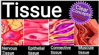 Tissue Anatomy and physiologyTissue types and function Tissue study Bsc [upl. by Lewendal]