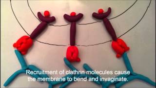 Clathrin mediated endocytosis [upl. by Coplin779]