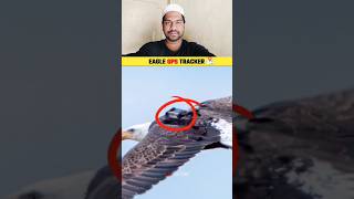 EAGLE GPS TRACKER eagle allah gpstracker motivation emotions [upl. by Emma343]